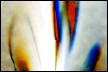 rainbow.2.flt.web.tif
